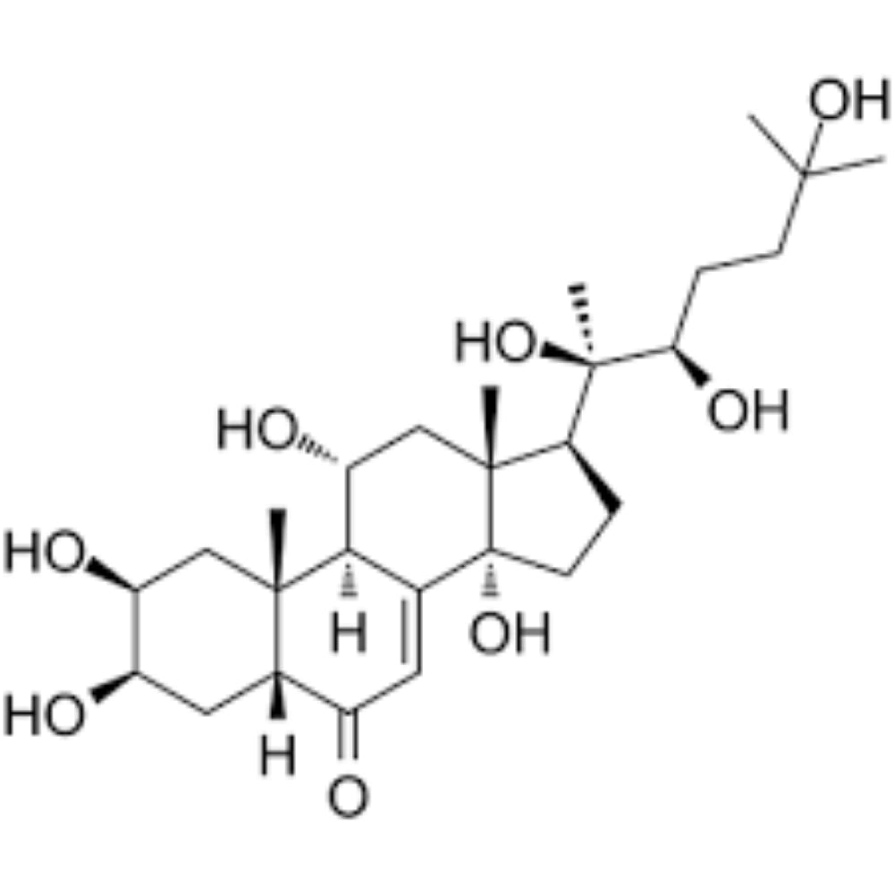 A Complete Guide About Turkesterone Supplements