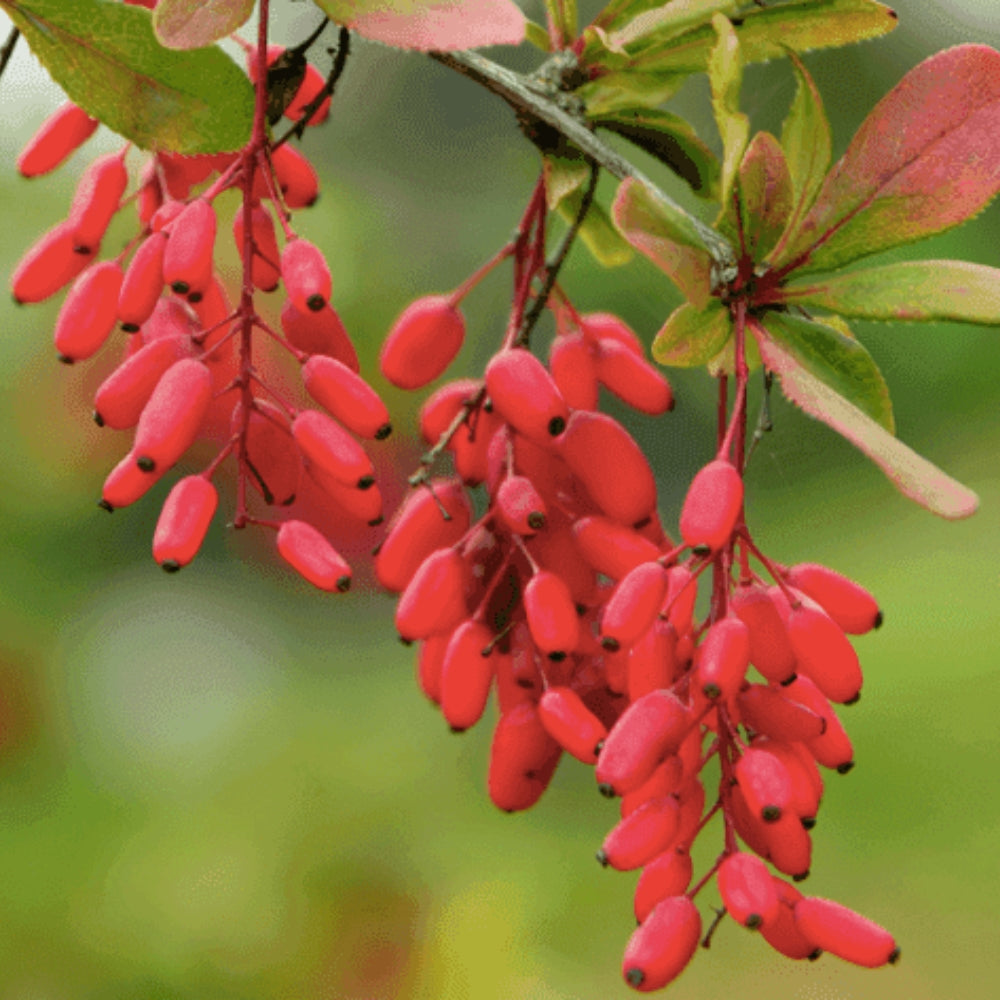 Best Berberine Supplements In 2023